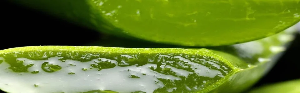 Benutzerbanner von AloeSusanne