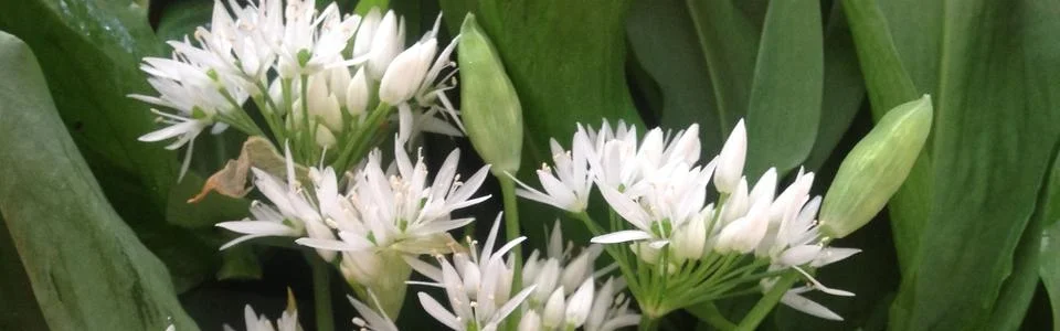 Benutzerbanner von sylvia57