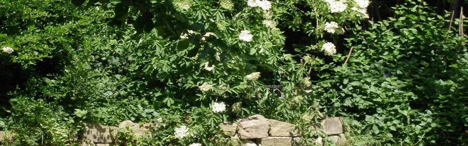 Benutzerbanner von Mutzenmandel