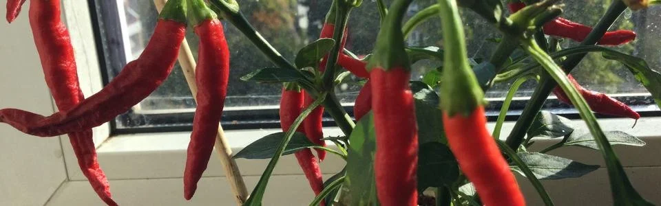 Benutzerbanner von Chilitanz2