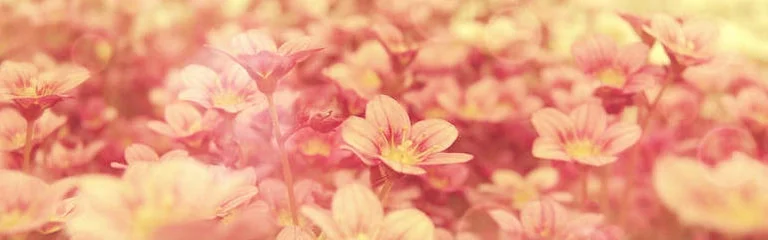 Benutzerbanner von Efti