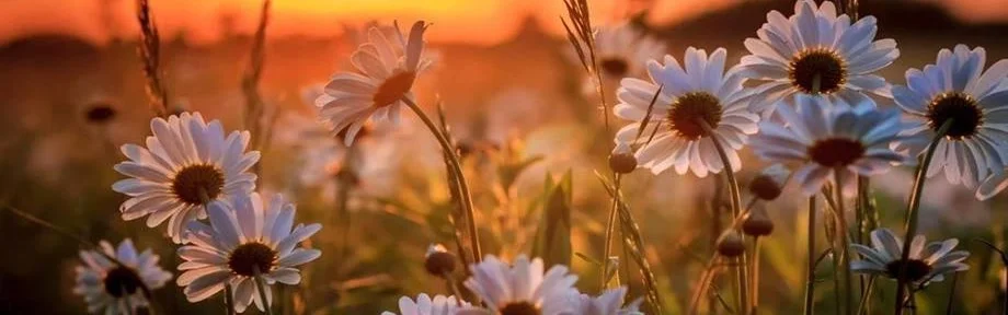 Benutzerbanner von rosinenschneckele