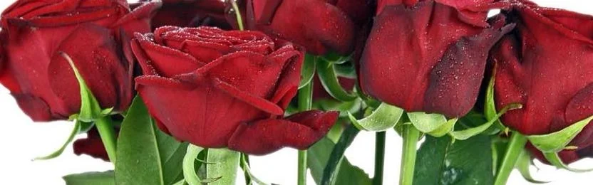 Benutzerbanner von wolf1963