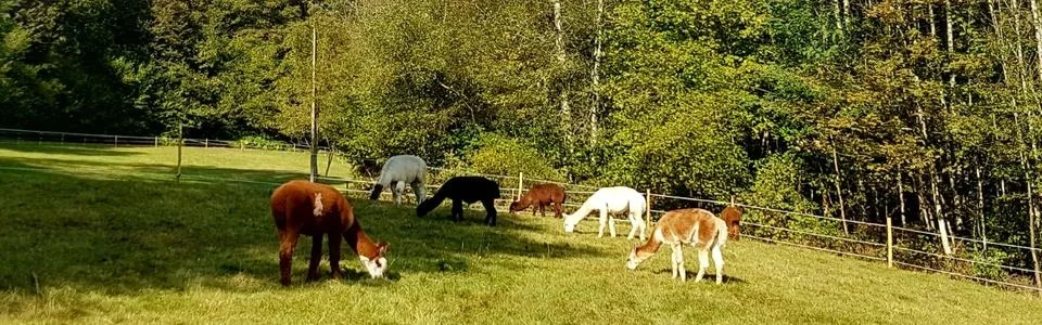 Benutzerbanner von Wildimaa