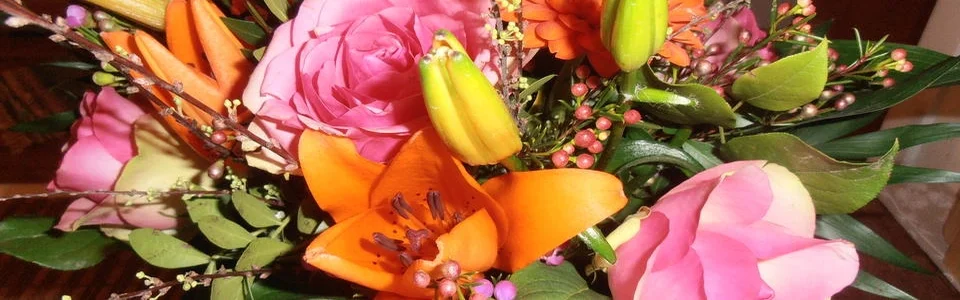 Benutzerbanner von Katzensternekoch