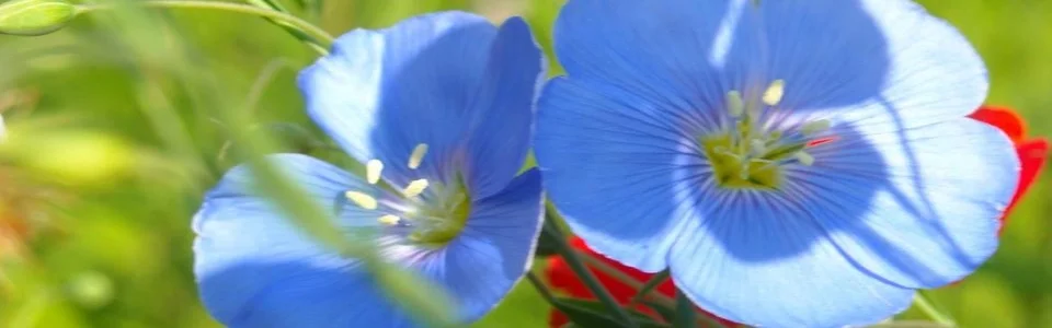 Benutzerbanner von flower-child