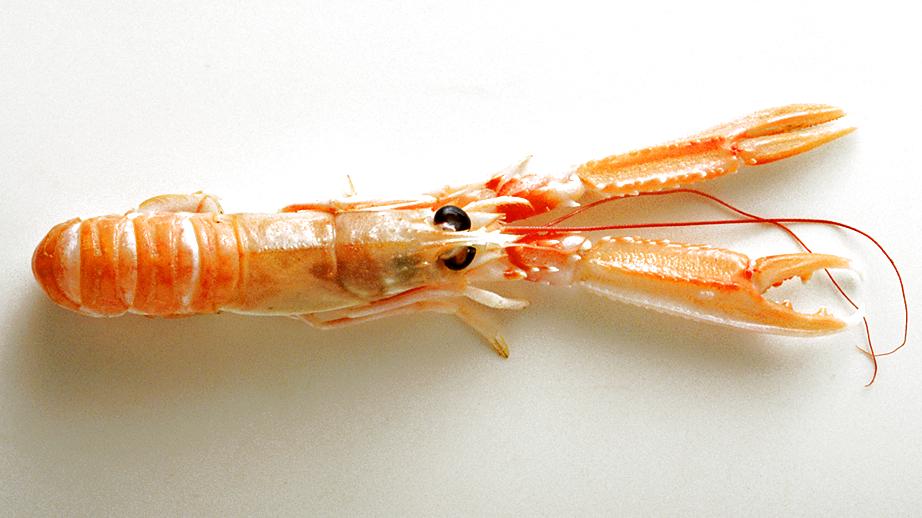 Was ist eigentlich der Unterschied zwischen Shrimps und Scampi? Eine Lagustine