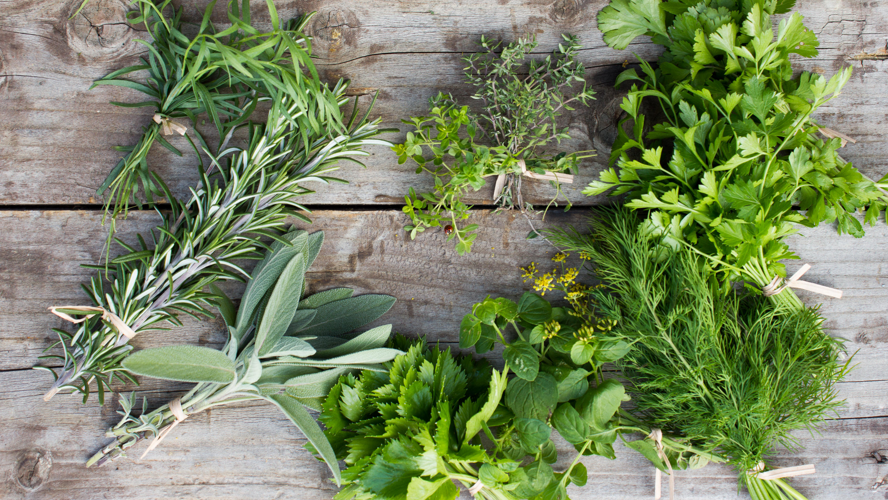 Obst und Gemüse im August: Was hat eigentlich Saison? Zum Beispiel Dill, Estragon und Rosmarin lohnen sich zu ernten und einzufrieren.
