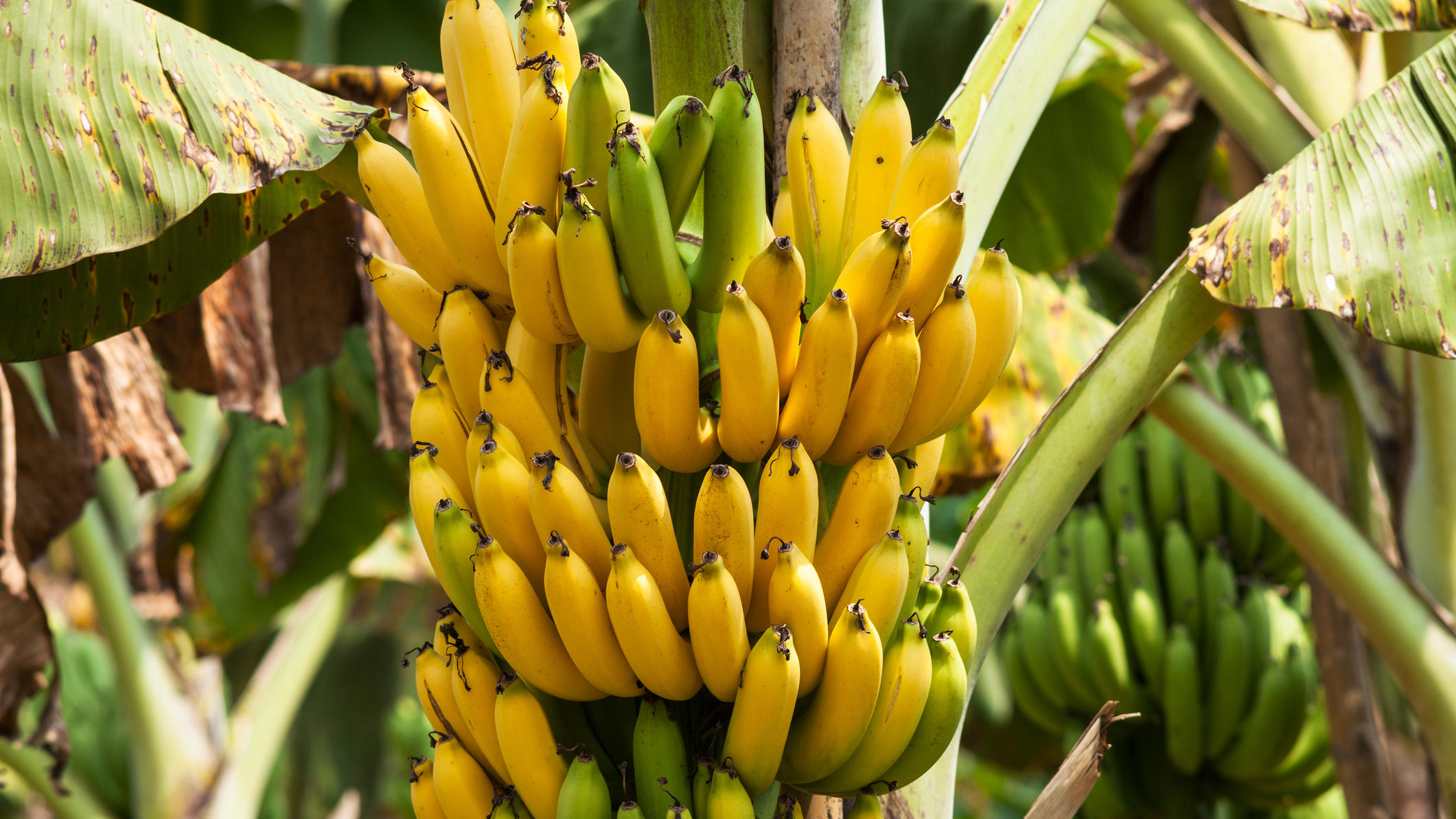 Gibt es bald keine Bananen mehr? Bananen an einer Pflanze