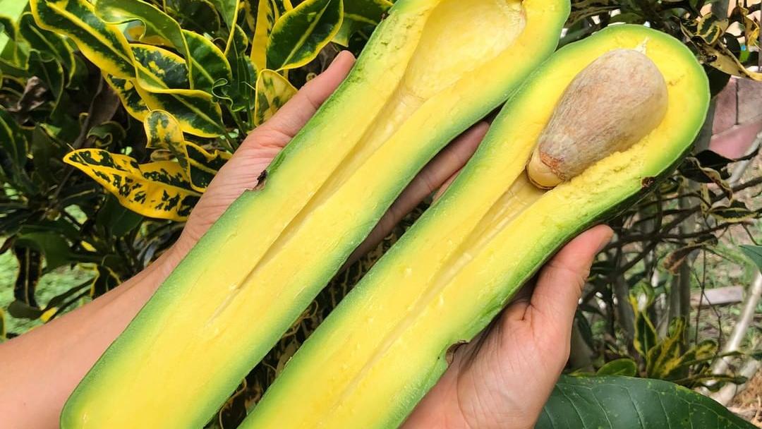 Was zur Hölle ist eine Long Neck Avocado? Long Neck Avocado
