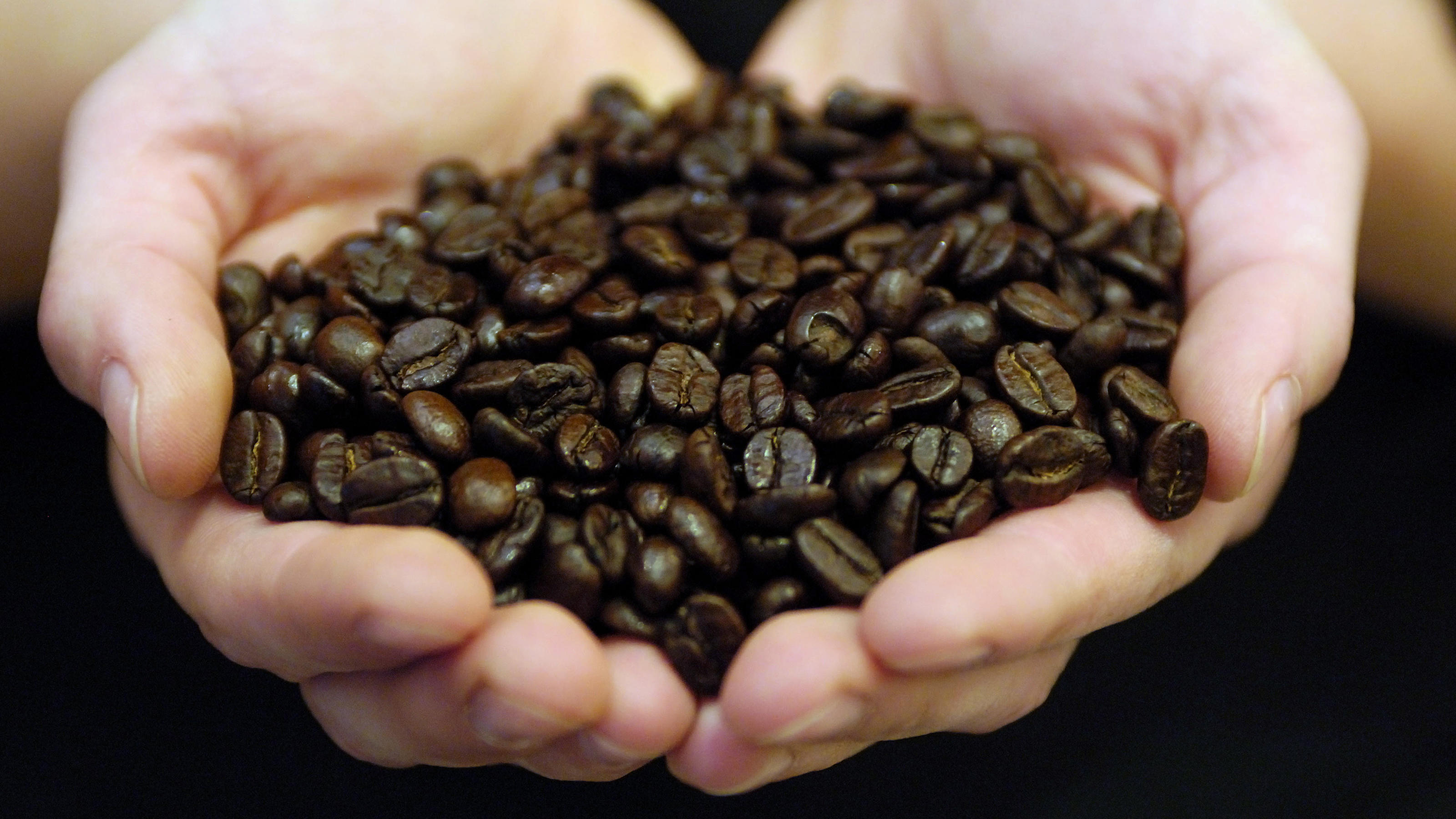 Espresso im Öko-Test: Welche Kaffeebohnen sind die besten? Eine Mitarbeiterin der Berliner Kaffeerösterei zeigt am Freitag (26.09.2008) in Berlin geröstete Kaffeebohnen einer nicht identifizierten Sorte. Seit dem 26. September bietet die Rösterei auch Kaffee der Sorte "Kopi-Luwak" an. Die seltene Arabica-Kaf