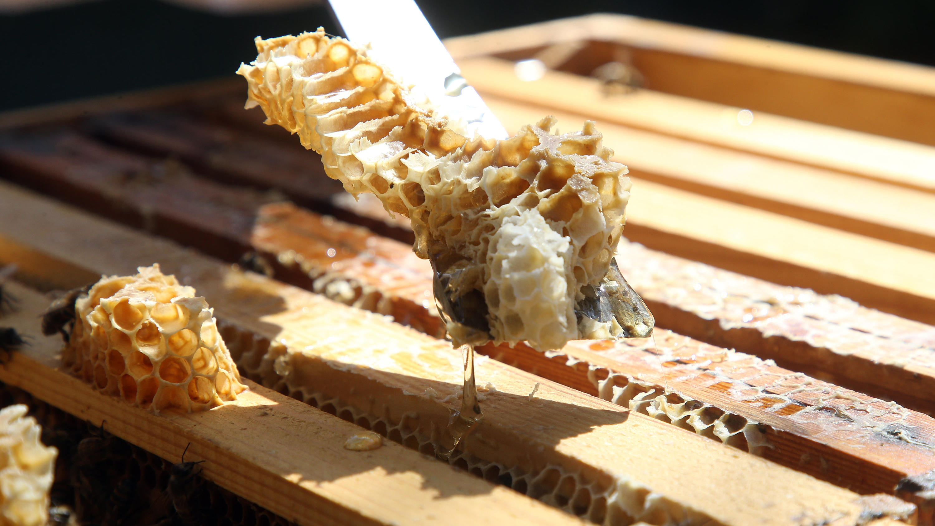 Darum sollten Sie leere Honiggläser immer gründlich abwaschen 16.04.2020, Brandenburg, Schöneiche bei Berlin: Mit einem Stockmeißel entfernt eine Imkerin in einer Bienenbeute Wildbau von Waben, damit ein Honigraum auf den Bienenstock aufgesetzt werden kann. Die Bienen können dann bei einsetzender Blüte den Nekt