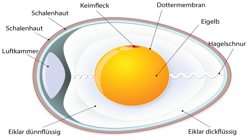Hagelschnur im Ei - essen oder entfernen? Ein Blick hinter die Schale eines Hühnereies.