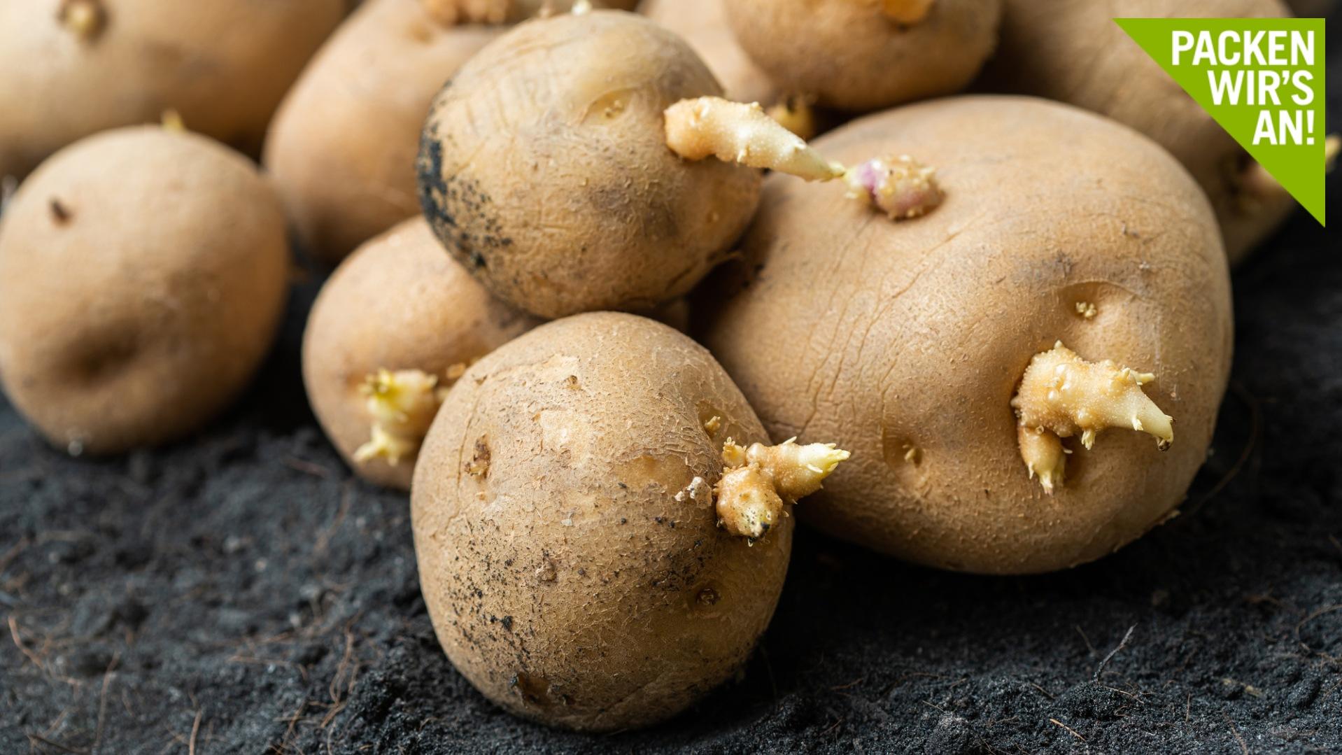 Kann man keimende Kartoffeln noch essen? Kann man keimende Kartoffeln noch essen?
