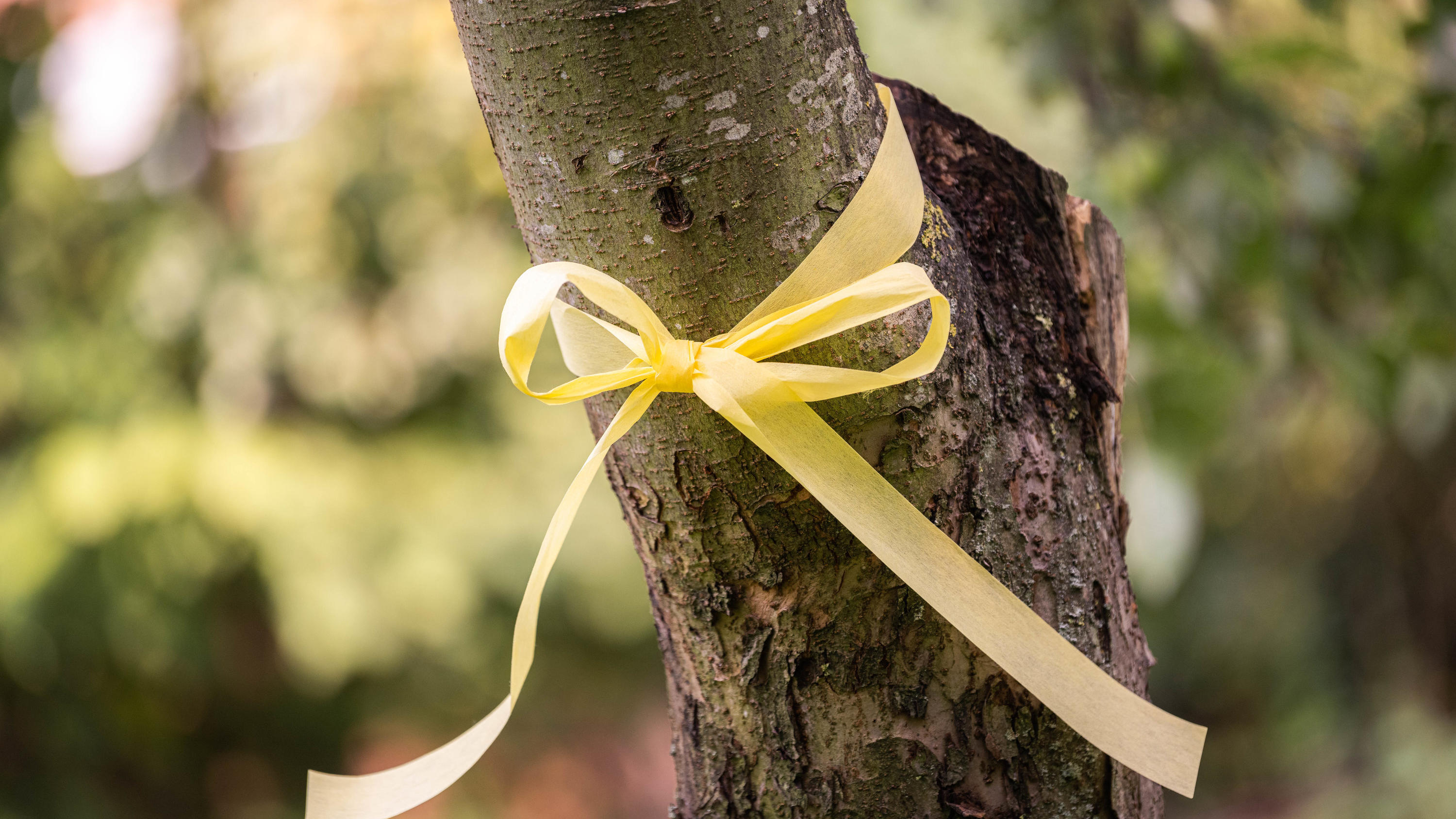 Dieses Zeichen verrät, wo man kostenlos Obst pflücken darf! 11.09.2020, Niedersachsen, Achternmeer: Das ·Gelbe Band· an einem Apfelbaum. Das Band am Baum soll darauf aufmerksam machen, dass das Obst von allen gepflückt und verspeist werden darf. Foto: Mohssen Assanimoghaddam/dpa +++ dpa-Bildfunk +++