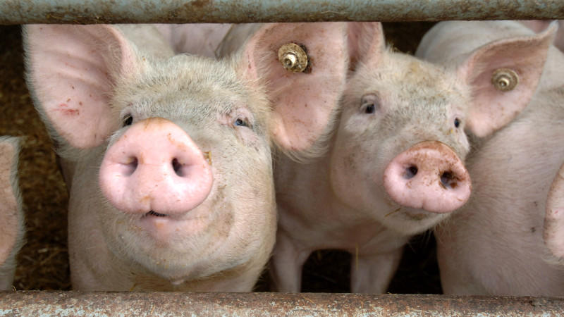 Schweinenackensteaks im Test: Jedes zweite Steak ist qualitativ gut ARCHIV - Säue schauen durch die Absperrung eines Stalles auf einem Bauernhof in Walkendorf /Kreis Güstrow (Archivfoto vom 29.07.2005). Nach dem Auftreten der Schweinepest auf sechs Höfen im Münsterland drei Wochen haben rund 150 Betriebe allein im Kr