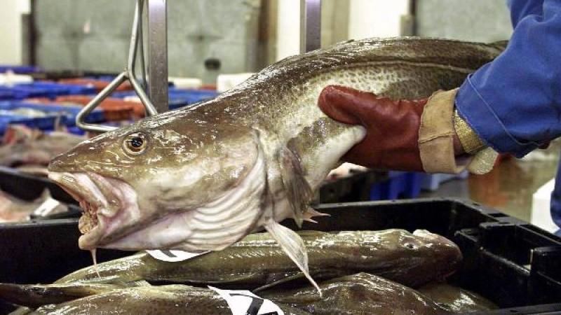 Ein Fischhändler wiegt auf dem Fischmarkt in Lowestoft (Suffolk/Großbritannien) Kabeljau (Archivfoto vom 14.02.2001). Die Europäische Union will erstmals die Überfischung ihrer Gewässer stoppen. Für den vom Aussterben bedrohten Kabeljau billigten die