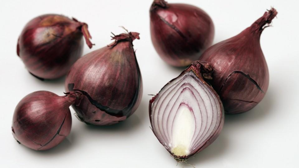 Die Zwiebel – eine vielschichtige Knolle! Die Zwiebel – eine vielschichtige Knolle!