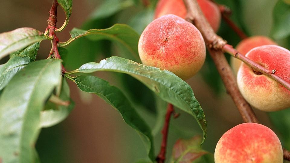 Pfirsich: Wissenswertes über das süße Steinobst Pfirsiche am Baum: Frisch und lecker