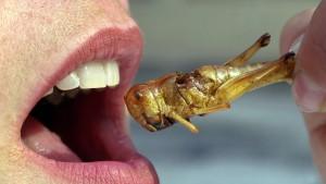 Insekten essen: So gesund sind Heuschrecken, Maden und Co.