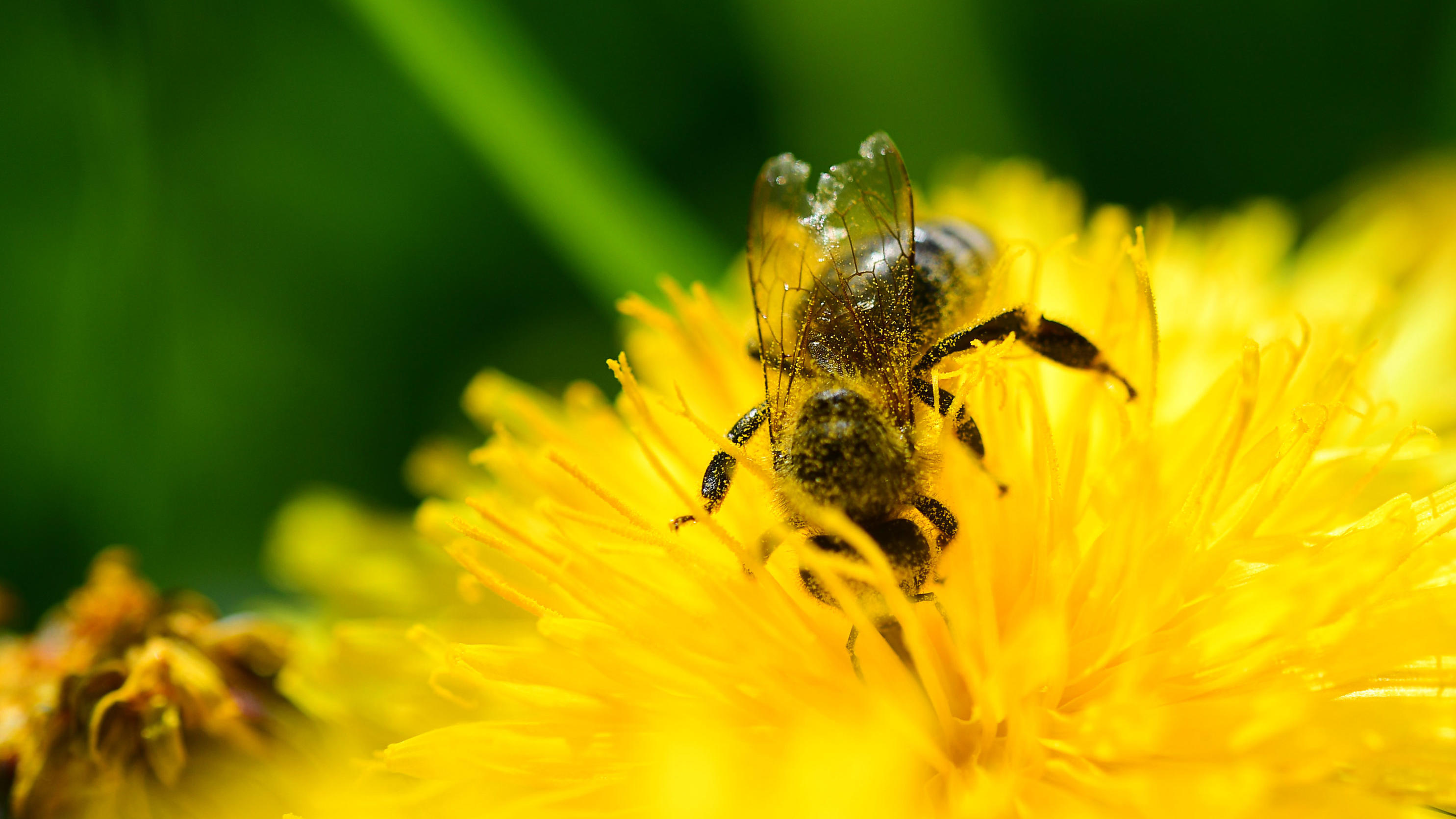 Langenhagen: "Stummer Frühling" - Penny nimmt alle Bienen-Produkte aus dem Sortiment 27.04.2018, Baden-Württemberg, Stuttgart: Eine Biene sitzt auf der Blüte eines Löwenzahn. Foto: Sebastian Gollnow/dpa +++ dpa-Bildfunk +++