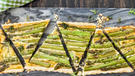 Herzhafte Tarte mit grünem Spargel und Ricotta