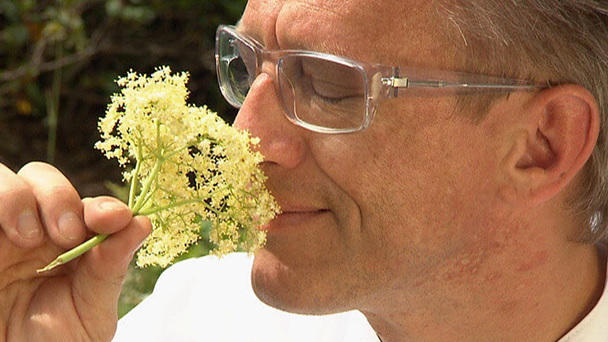 Holunder: Die beliebtesten Rezepte